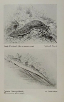 1926 - Große Wegschnecke, gemeine Bäumchenschnecke / Wurmschnecke - alter Druck
